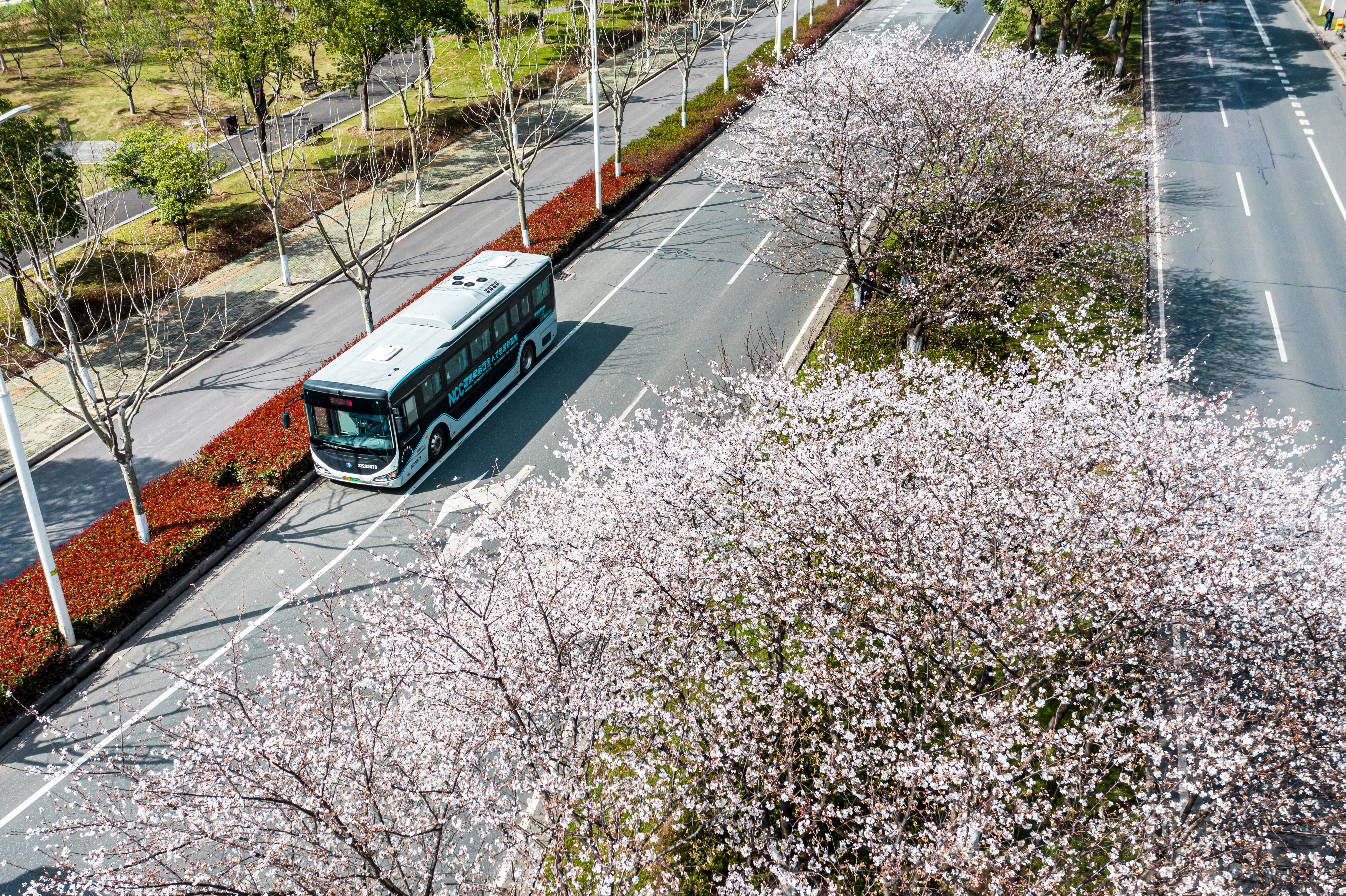 不用人挤人！欧博
赏樱指南收好