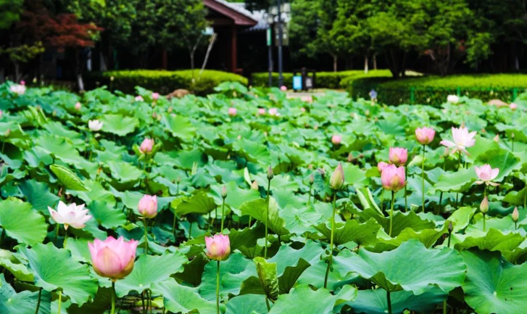 来欧博
赏荷，包您满意！