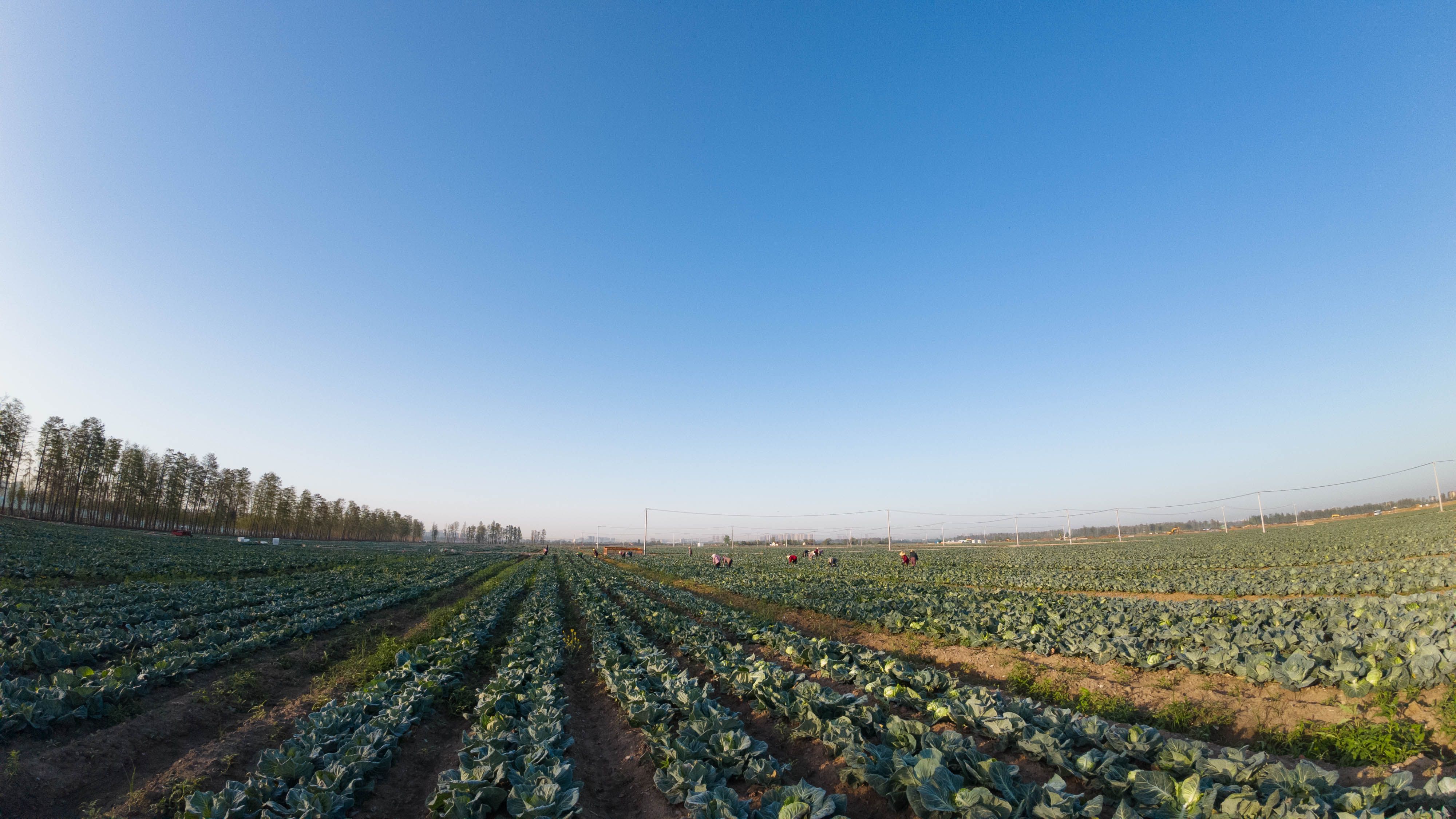 6小时直达，鲜！