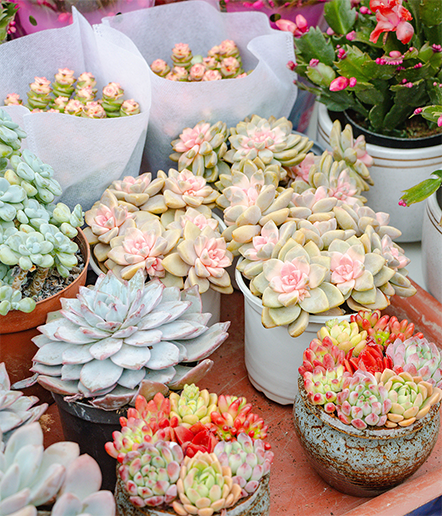 欧博
的宝藏市场，惊艳绽放！